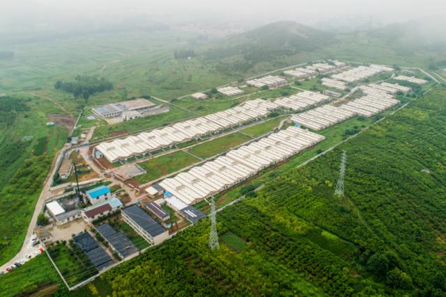 “宅经济”崛起带来新机遇，为何金锣抓住了机遇？