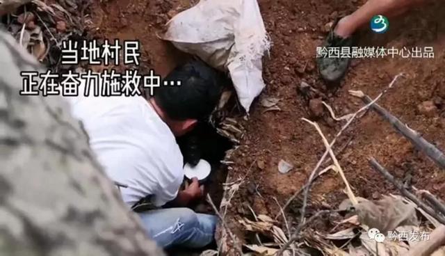 狗狗被埋废墟37天后生还 “狗坚强”重生了