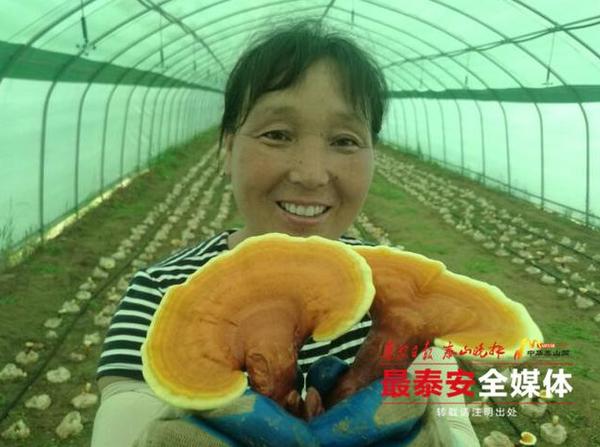 泰安日报专题报道:芝人堂“科研院所+企业+合作社”新模式