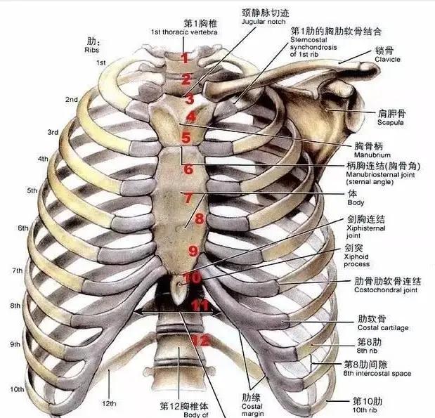 如何通过胸片判断胸腔积液量