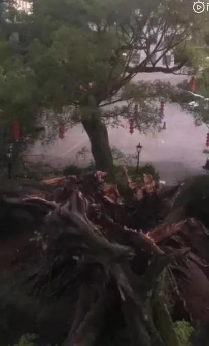 广东1100多岁古榕树倒塌:种植于唐代末年,当地正在抢救