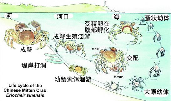 大闸蟹的生长过程图片