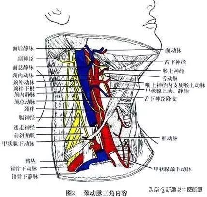 目前最完整的頸部解剖圖譜肌肉血管神經全都有