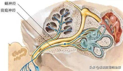 话说前庭神经炎那些事
