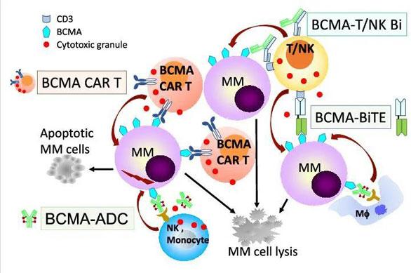 多發性骨髓瘤耐藥新希望!靶向car-t療法上市在望_健康症狀網