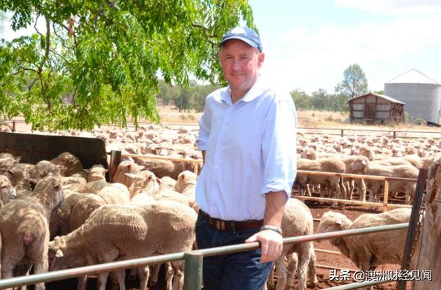 澳洲羊毛贸易越来越依赖中国