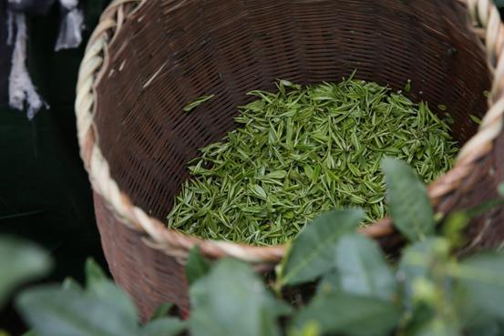 茶友福利！卢正浩奉茶节10周年狂欢庆典即将开幕，豪礼送不停！