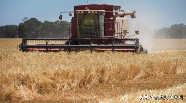 多次检出有害生物 中国暂停澳大利亚一家企业对华大麦出口