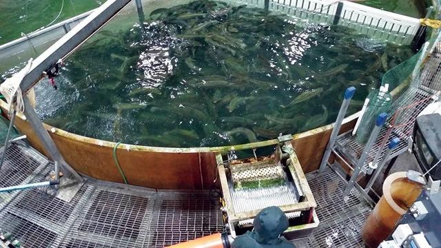 为什么循环水养殖ras仍然失败居多