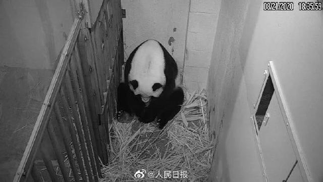 旅美大熊猫美香产下幼崽 紧紧拥抱小宝宝