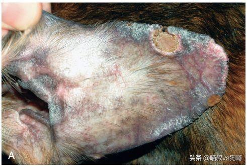 谈红色变的红斑狼疮到底是什么为什么对狗狗伤害如此巨大