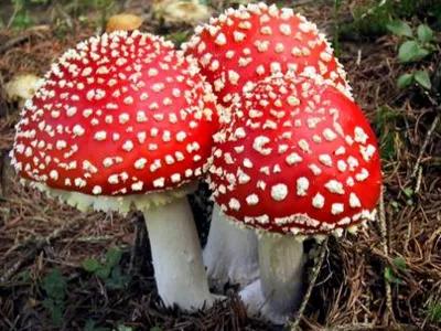 蘑菇|野生蘑菇“尝鲜”需谨慎 中毒防控小知识要了解