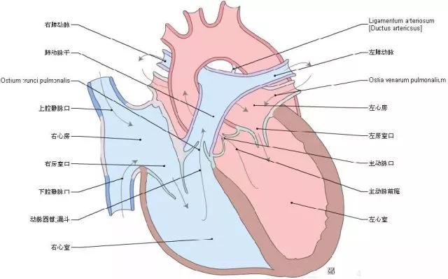 這組心臟解剖圖,太讚了