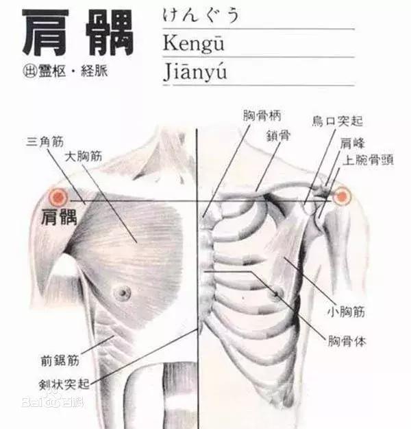 肩髃穴:疏經利節,祛風通絡,理氣化痰