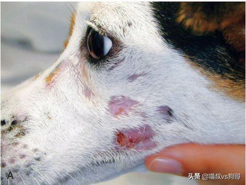 谈红色变的红斑狼疮到底是什么为什么对狗狗伤害如此巨大