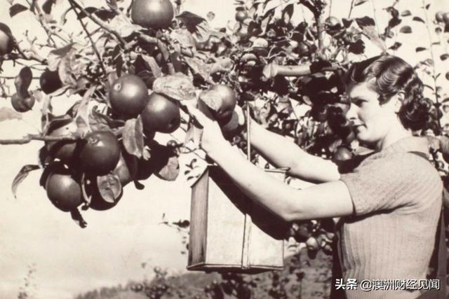 塔州苹果种植者种植包括“罗马时代”的300个品种