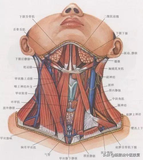 颈部结构图片分解图图片