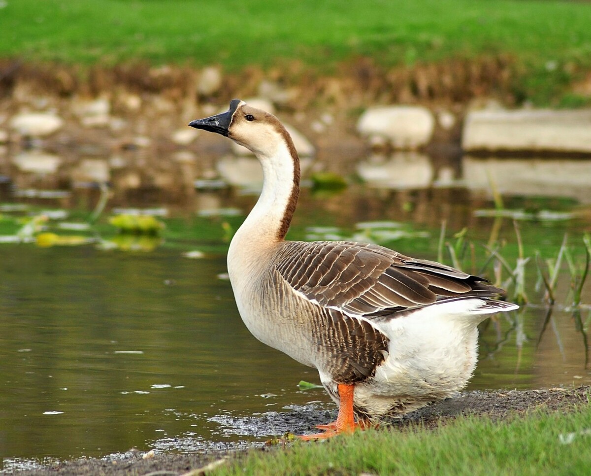 Where there are geese, why do snakes run away? Can goose feces really ...