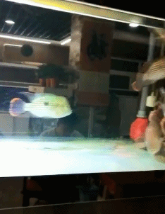 有意思的GIF：这个男友是货真价实的，而且很有味道