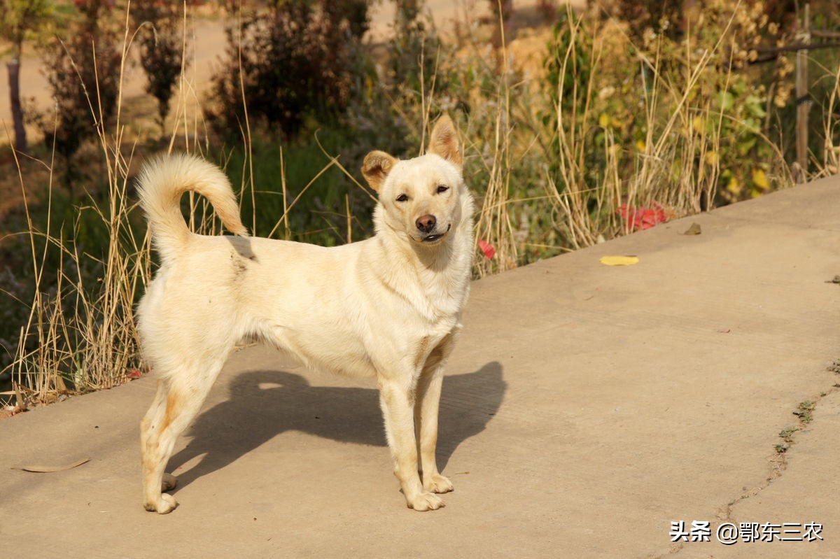 Do domestic dogs say goodbye to their owners before they die, and what do many dogs do before