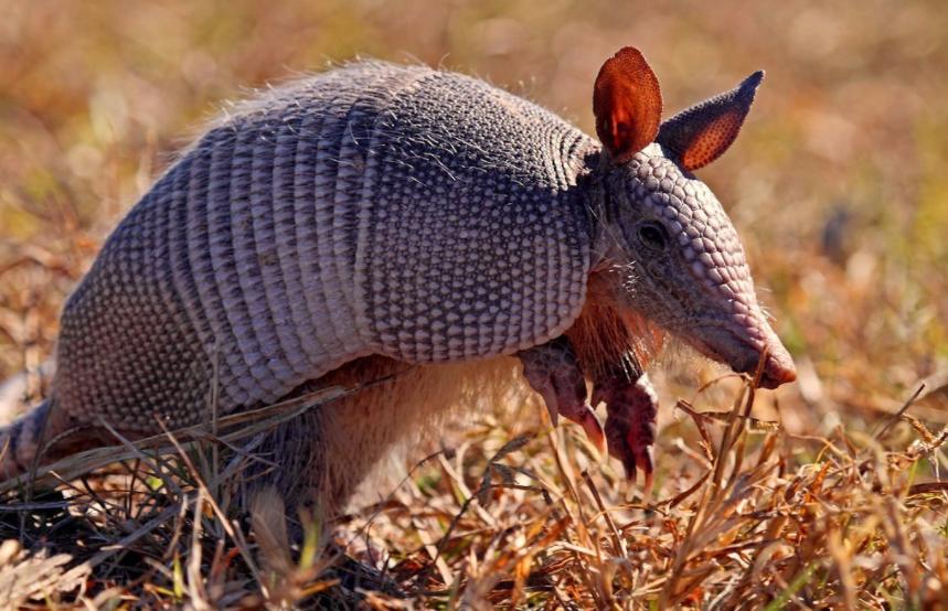 How hard is the armadillo shell that has lived for nearly 60 million