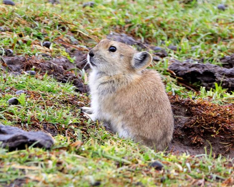 The Pika Which Is Unique To The Qinghai Tibet Plateau Does Not