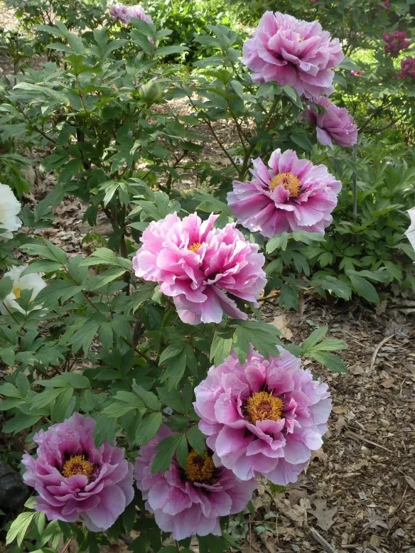 Guose Tianxiang peony, the king of flowers iNEWS