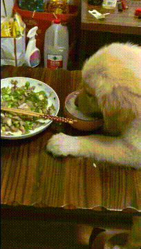 就上厕所的时间，这货就把我饭给吃了，这狗肉吃定了