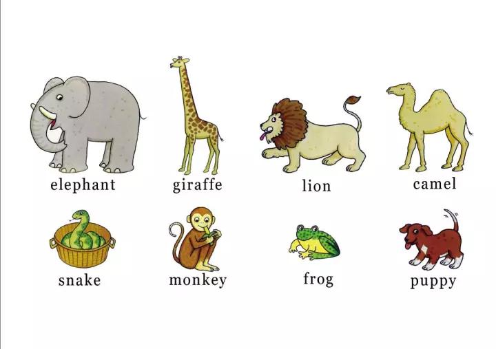 销量200万册的英语绘本故事野生动物园dear zoo音频 pdf 点读包 拓展