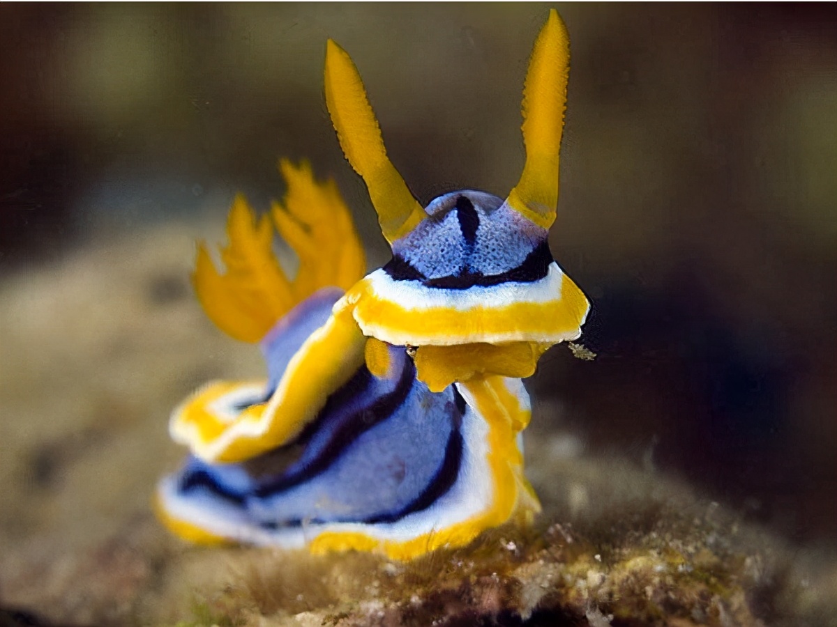 How do hermaphrodite animals mate and reproduce? If you want to know