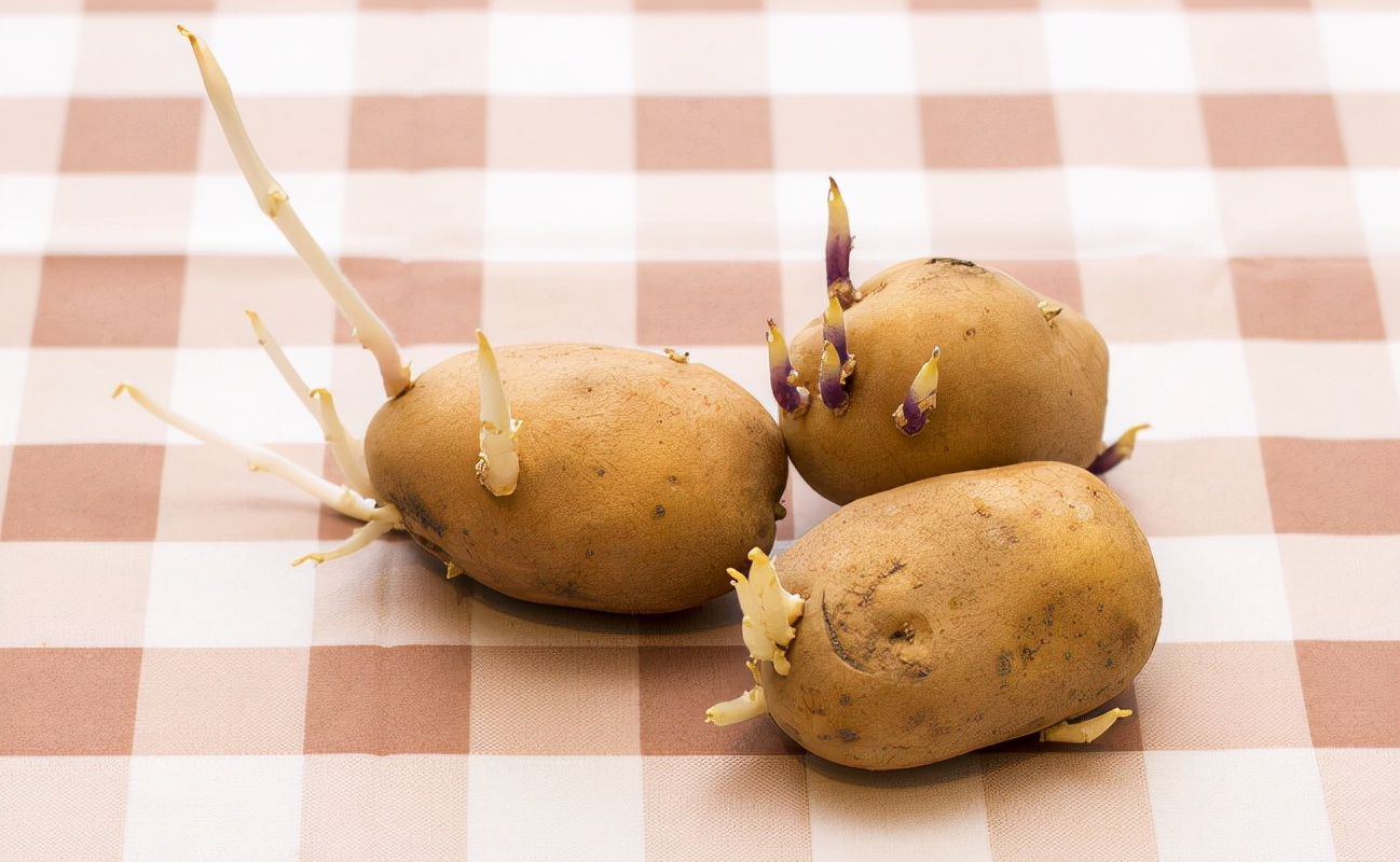 Sprouting Potatoes Are "toxic" And Cannot Be Eaten, So Can Sweet ...