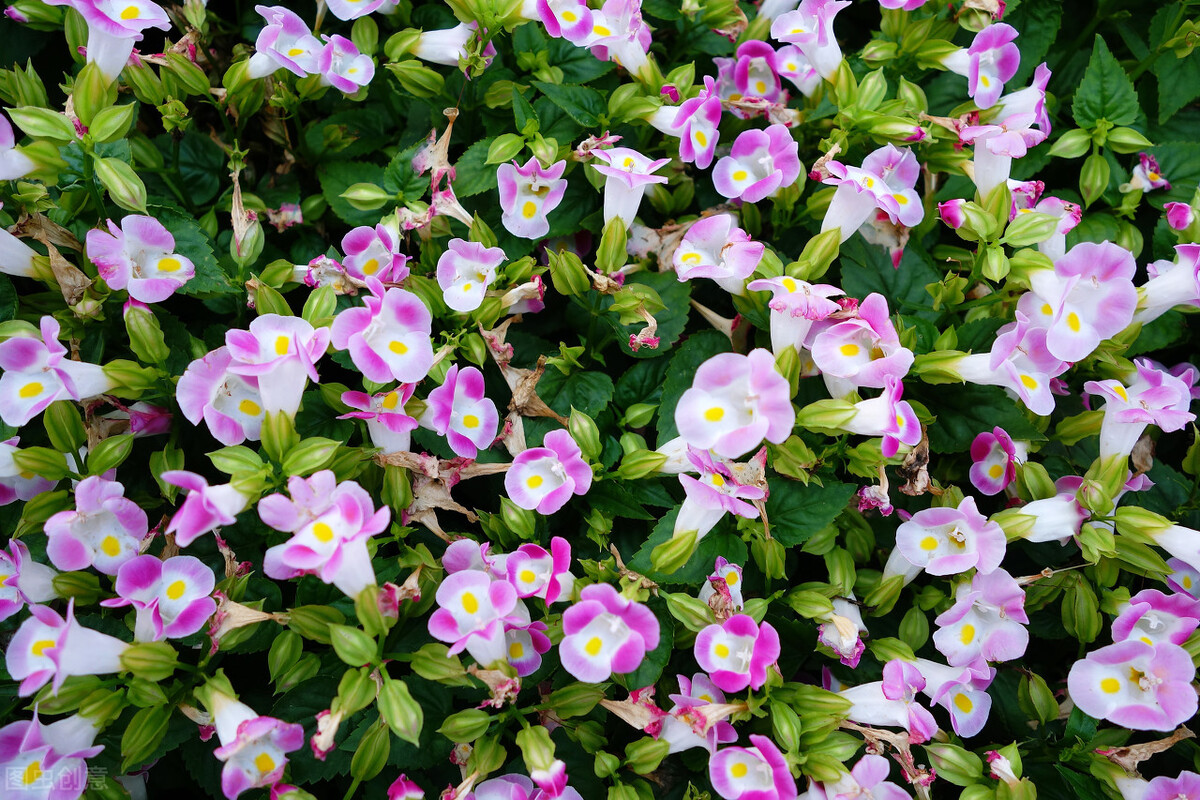 The powerful summer pansy flowers will not die in the summer, the more