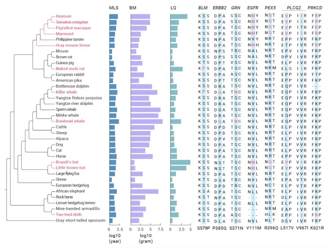 Solving the mystery of natural longevity: Provide new inspiration for ...