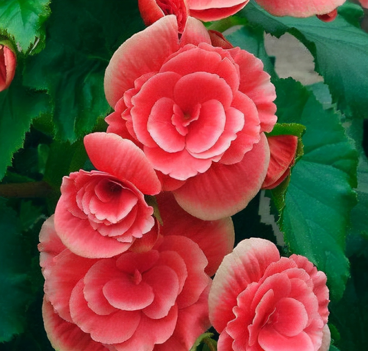 What kind of flowers do you keep in your home?Don't miss the “5 kinds