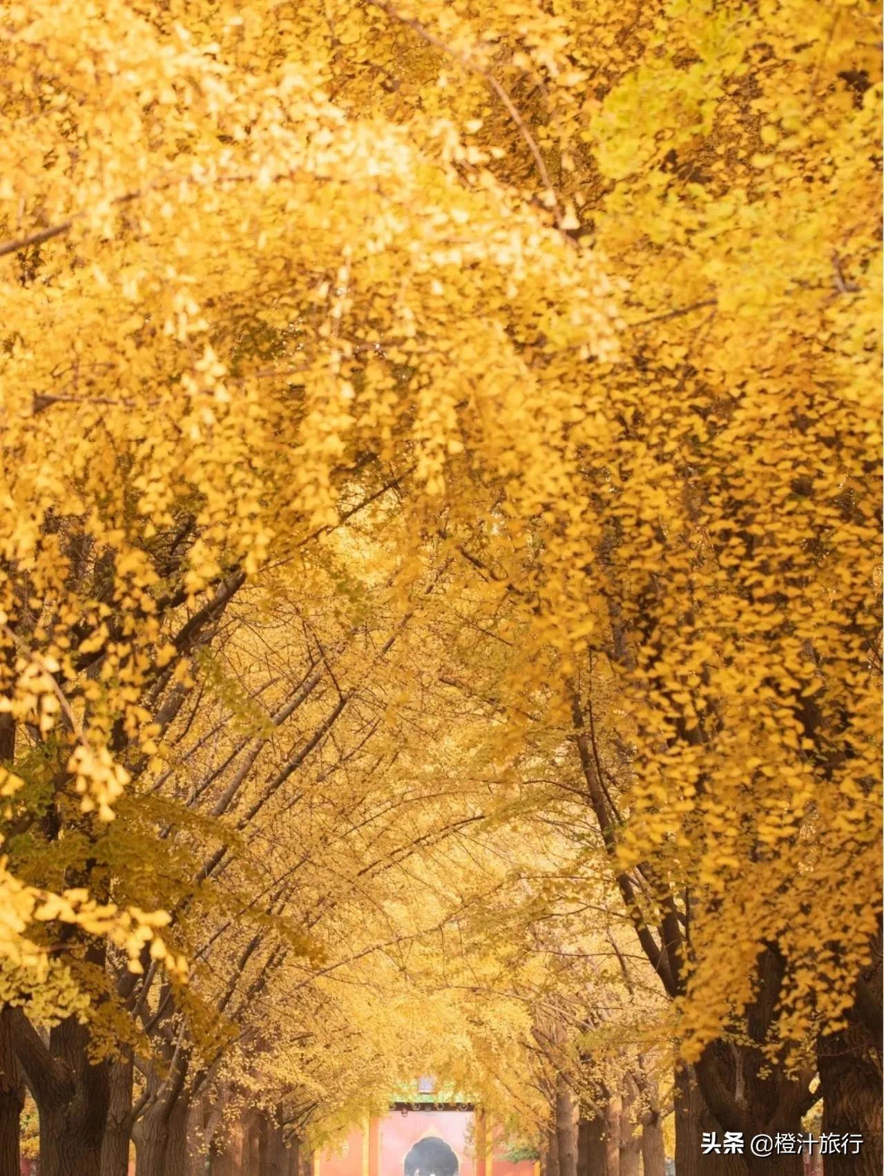 Autmn Beijing Let's go to the old capital Beijing to enjoy the autumn together, and ...