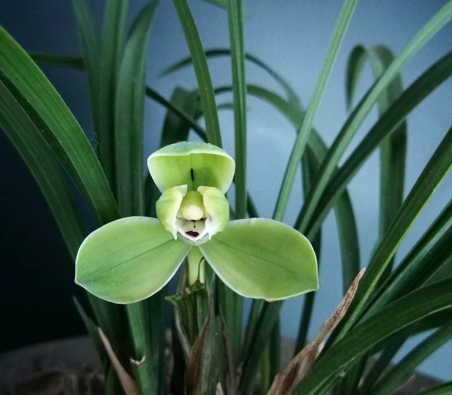 The 3 wonderful points of plant ash to grow orchids, the roots are