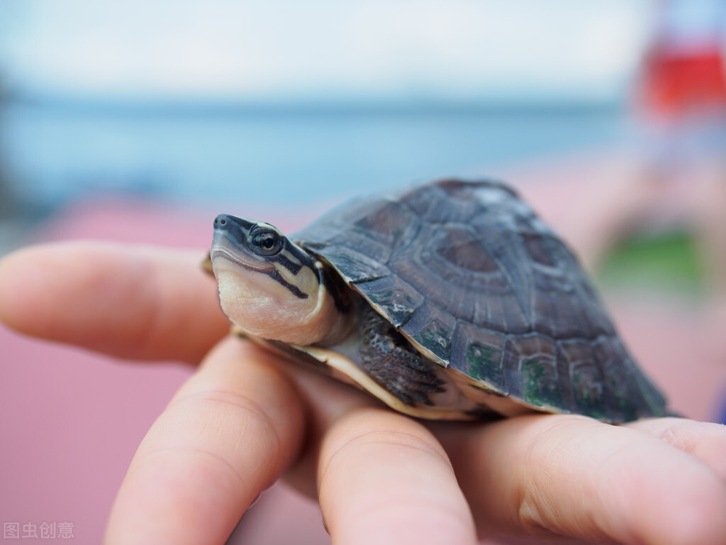 How important is the quality of the tortoise?Novices need to watch to