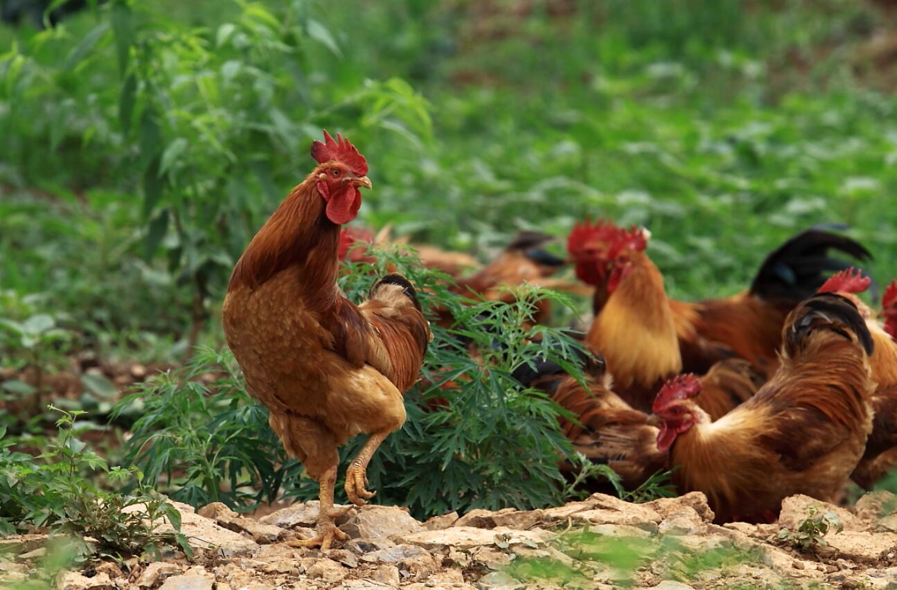 More than 60 catties of big pythons were caught for stealing chicken ...