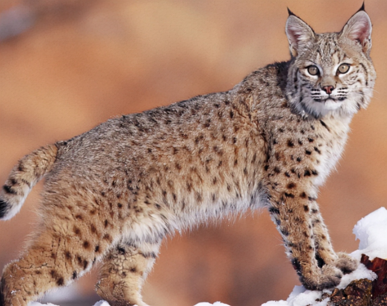 Why do female cats roll around after mating, turning their heads to