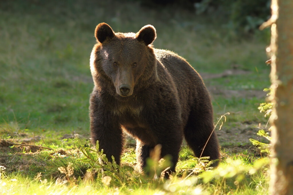 Who Dares To Fight The Brown Bear Two Russian Tourists Evading Fare