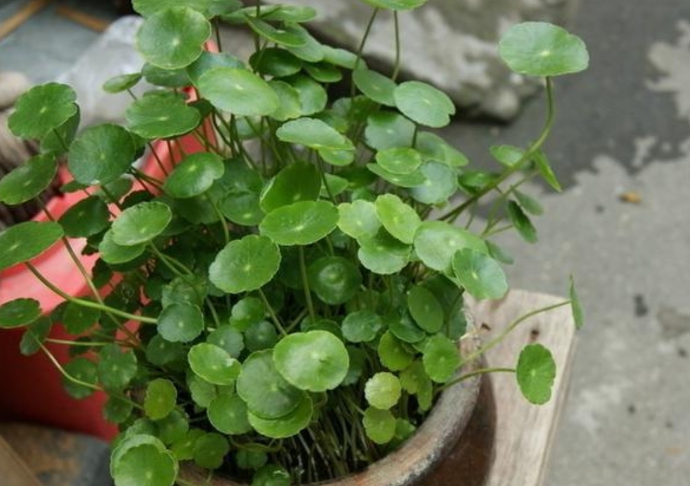 5 kinds of flowers are too watery, the leaves will droop and wilt if