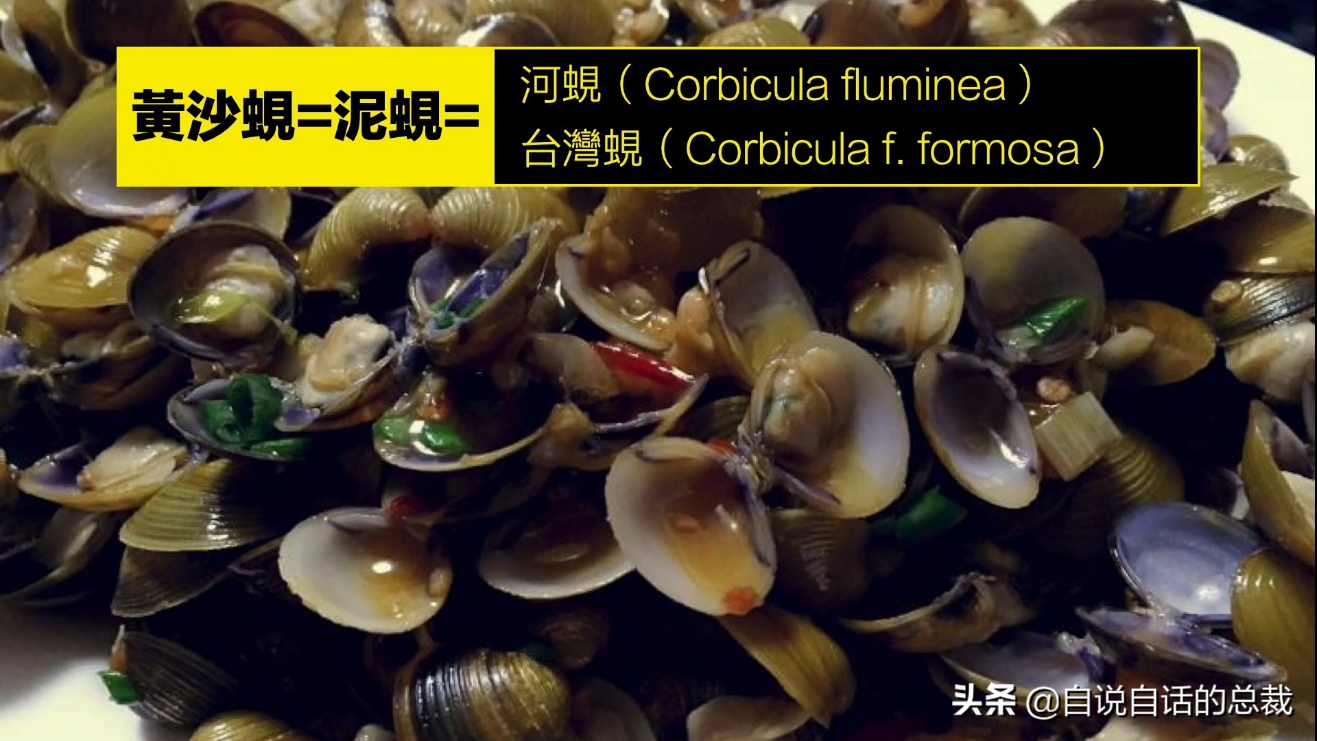 What is the difference between clams, cockles, clams, oysters, and