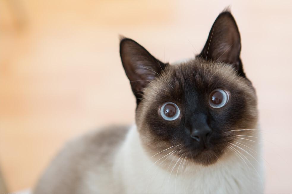What's going on with Siamese cat diarrhea? iNEWS