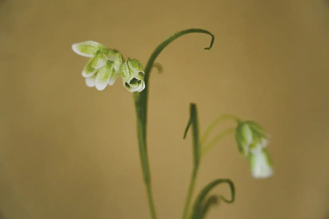 如何打造茶室花 这个流派值得细品 Sikastone