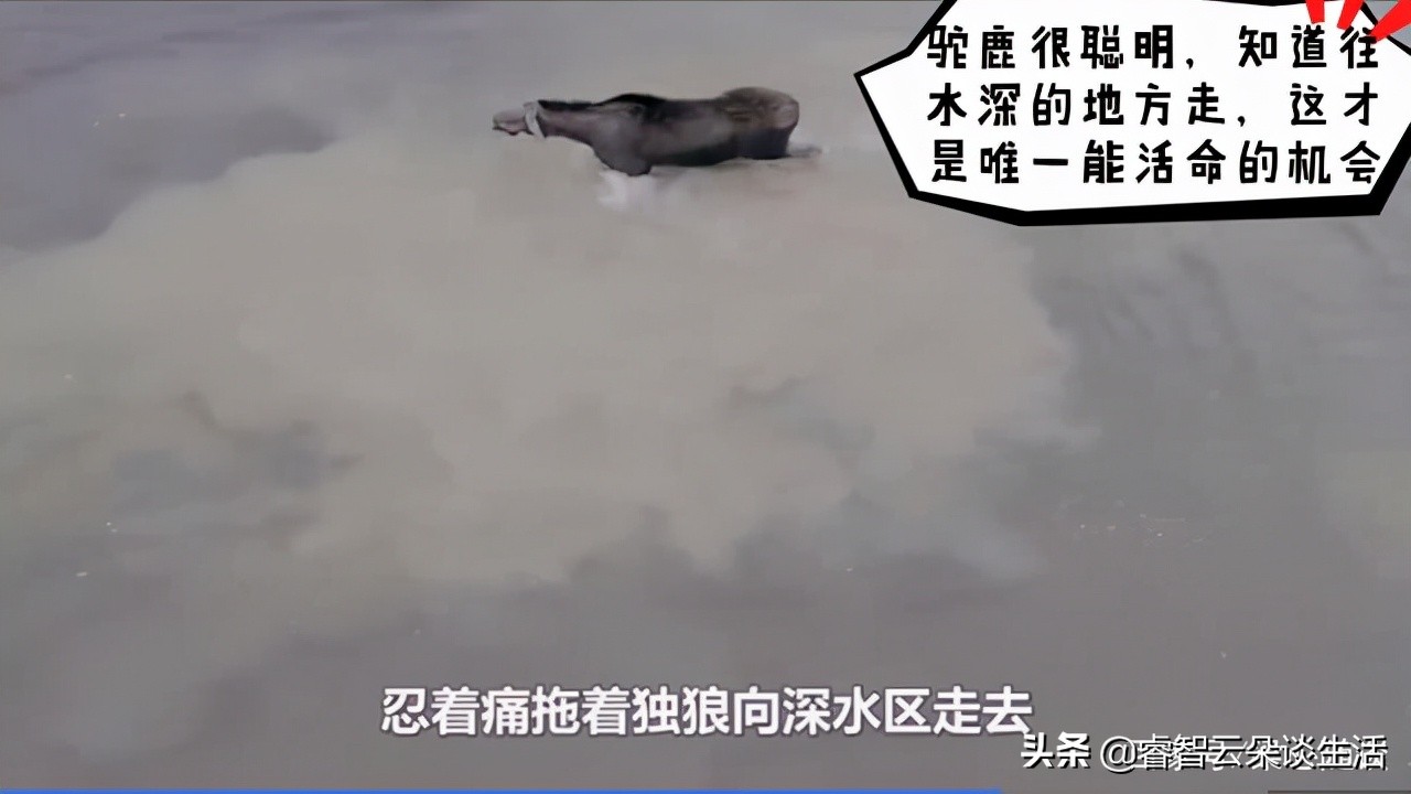 A lone wolf stares at a giant moose, a fierce battle of life and death ...
