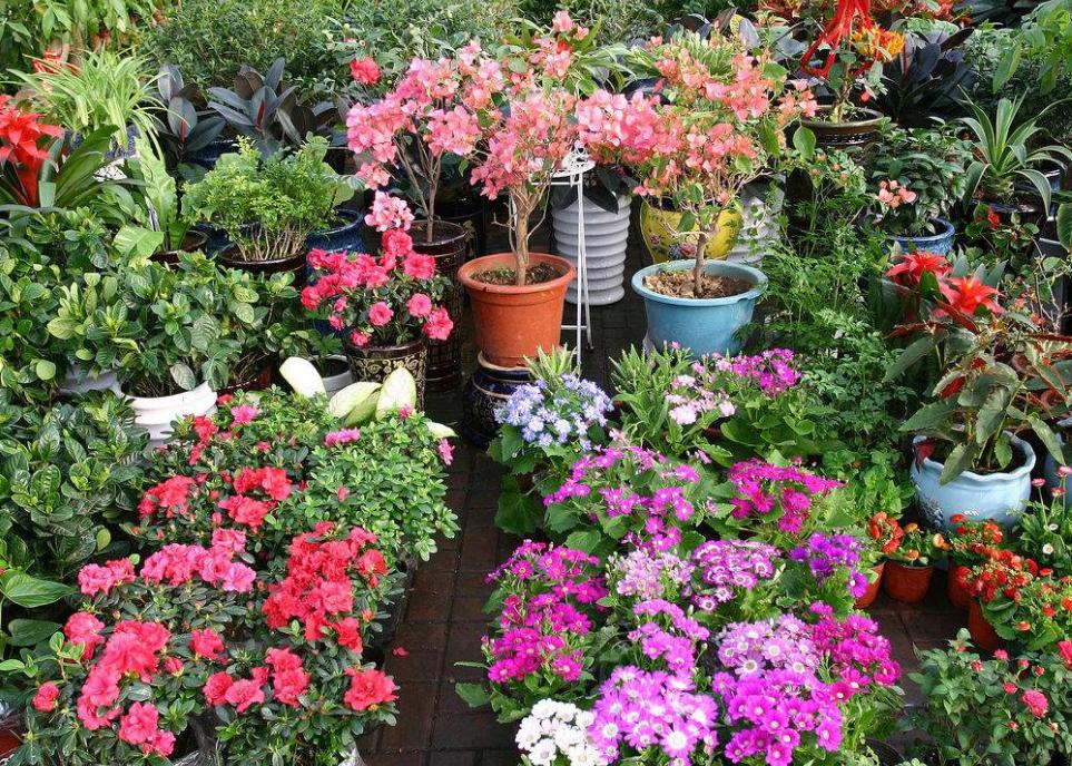 The "treasure" aspirin in the expired medicine is used to grow flowers