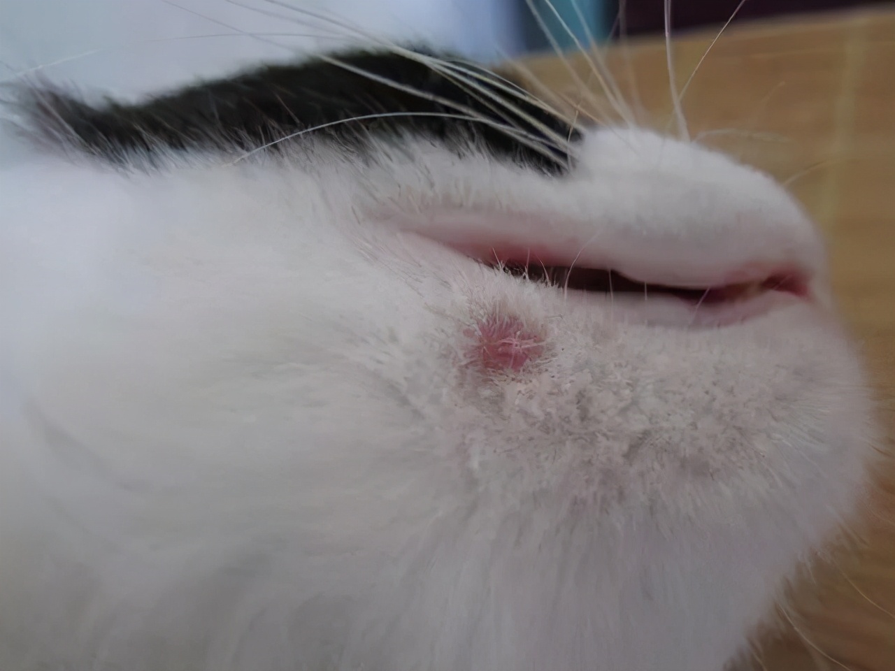 What are the symptoms of cat ringworm?Is ringworm in cats contagious?How to prevent it? iNEWS