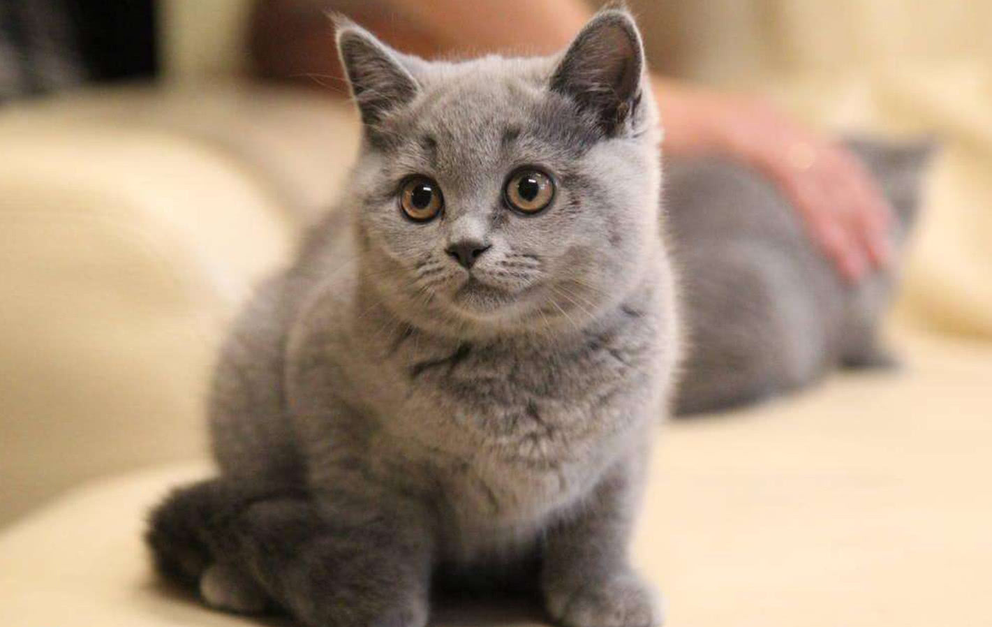 How much is a purebred British shorthair cat? Teach you a few tricks