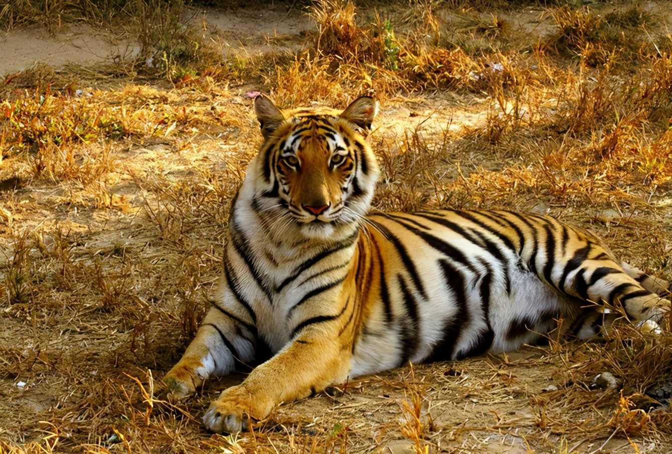 Siberian Tiger Vs. Bengal Tiger, Who Is More Powerful? - Inews