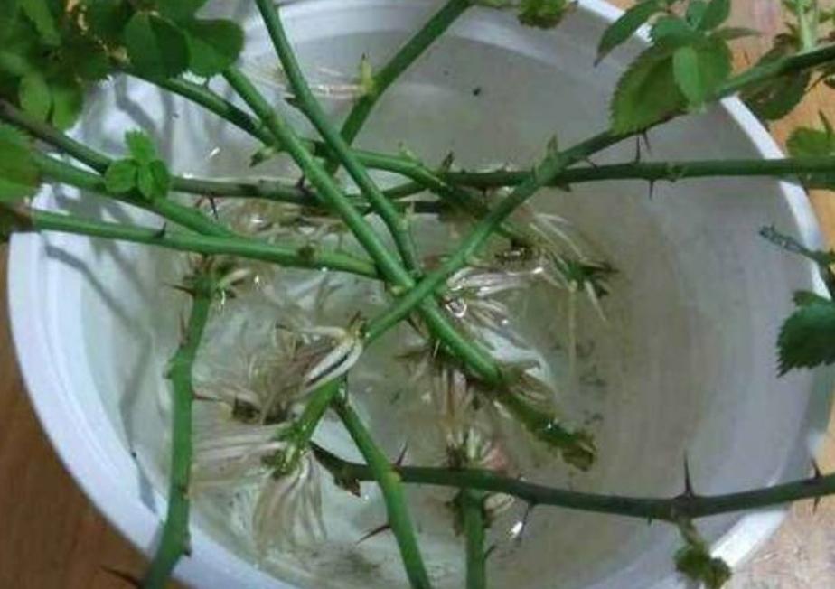 The "treasure" aspirin in the expired medicine is used to grow flowers